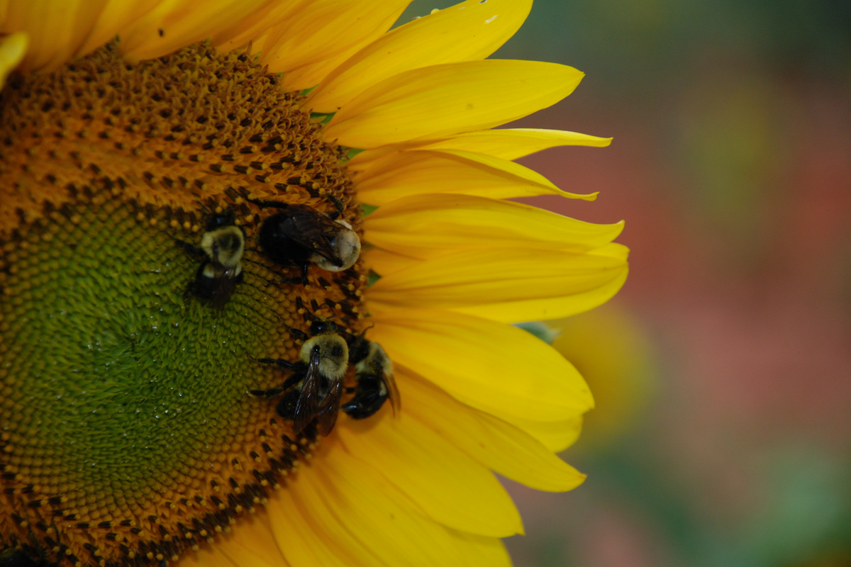 Rutledge Georgia - Sunflower With Bees